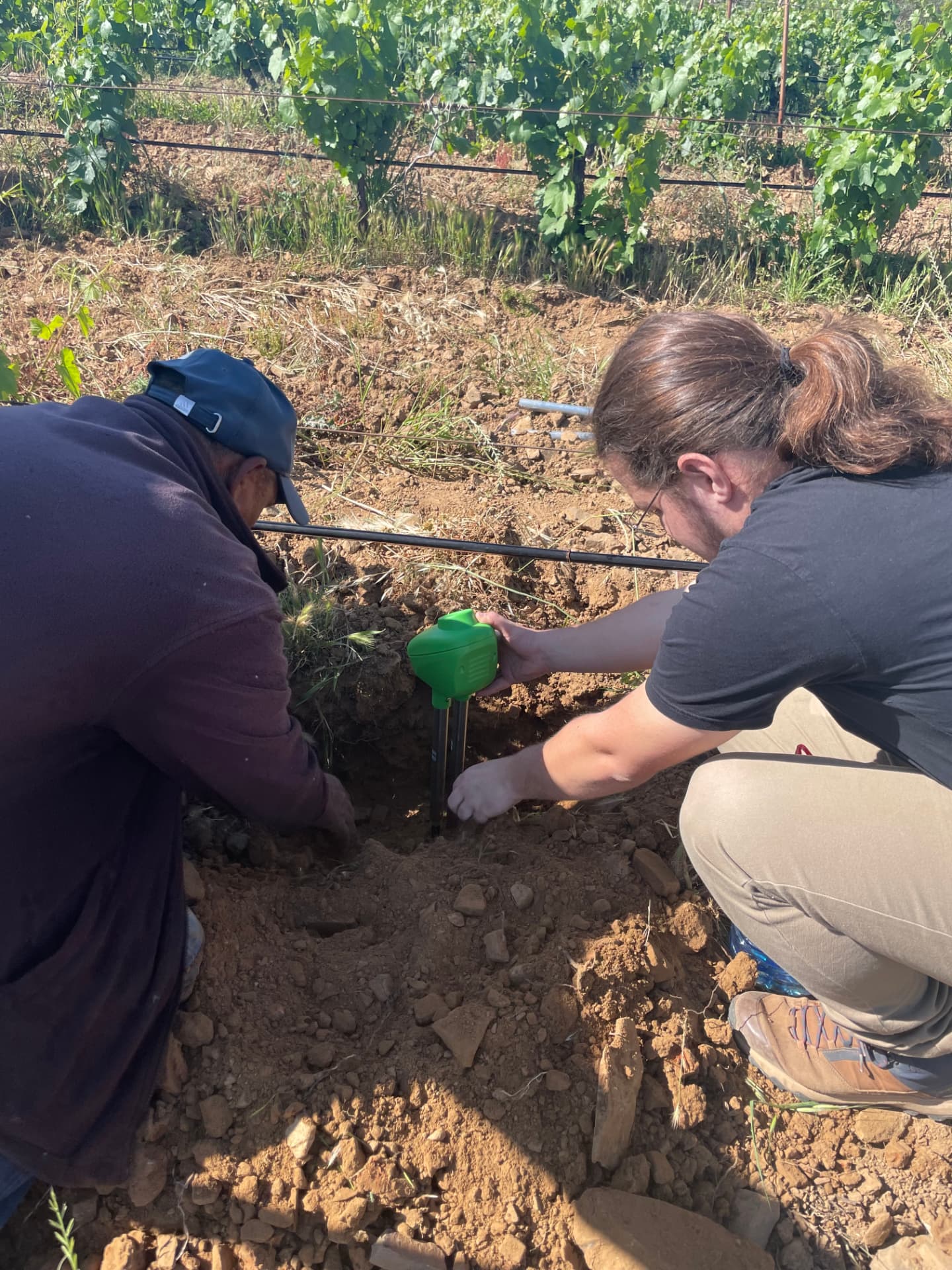 Two people installing a BRAD probe in a vineyard